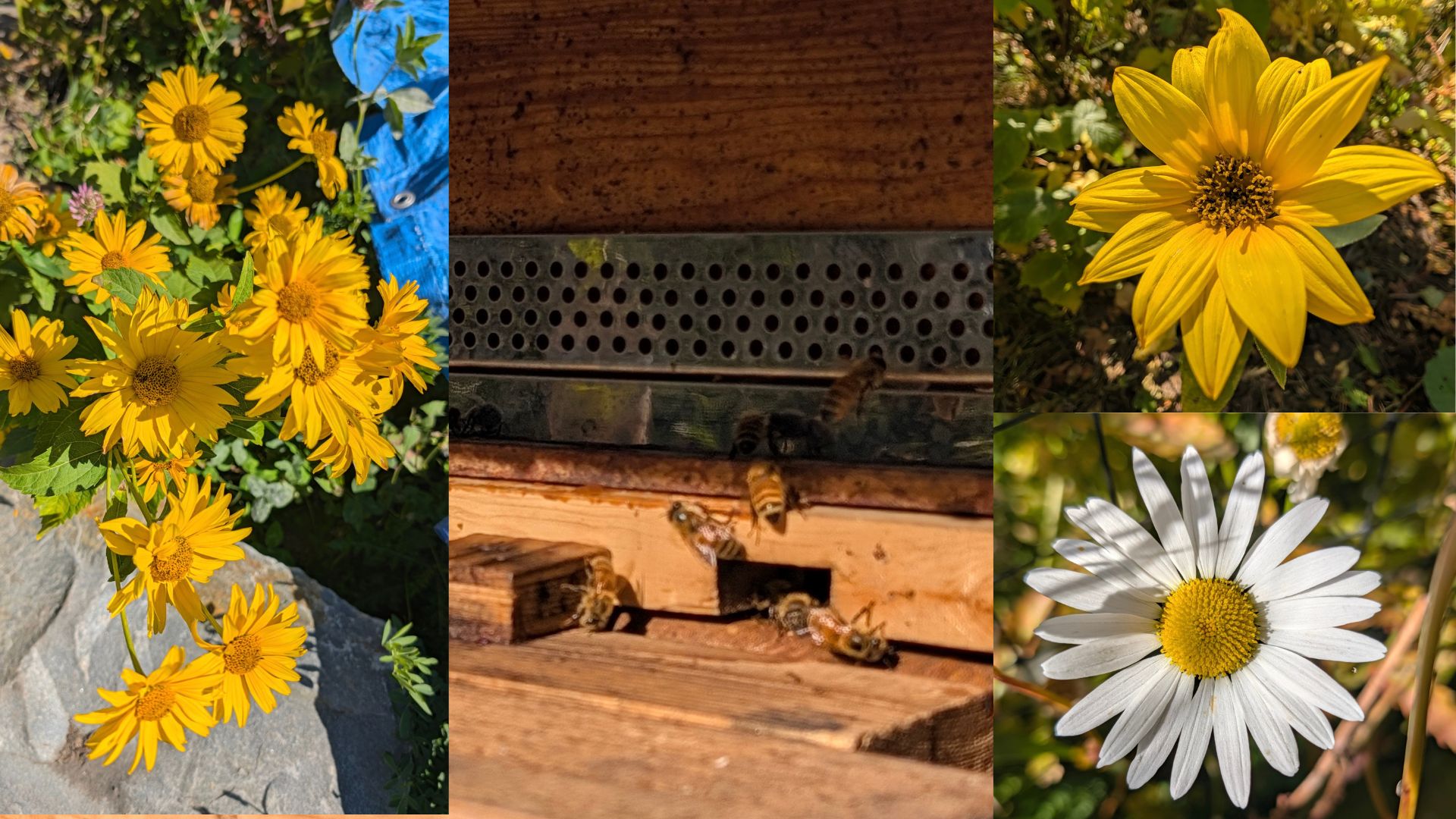 The Bees in the Back
